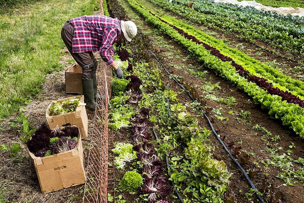 Man harvesting salad leaves on a farm, Oxfordshire, United Kingdom