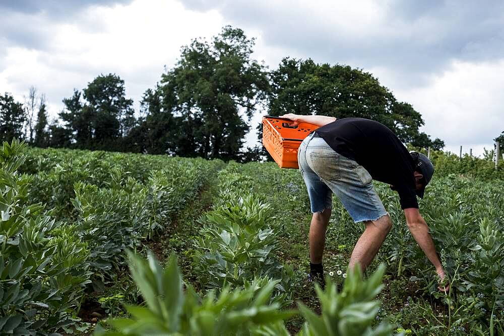 Man walking through a vegetable field, carrying orange plastic crate, Oxfordshire, United Kingdom