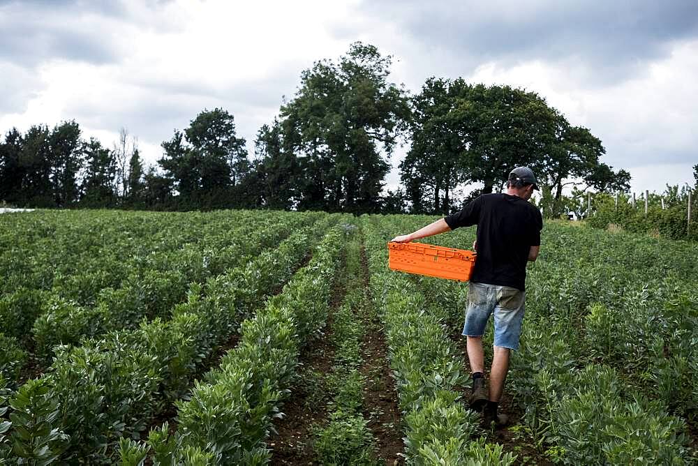 Man walking through a vegetable field, carrying orange plastic crate, Oxfordshire, United Kingdom