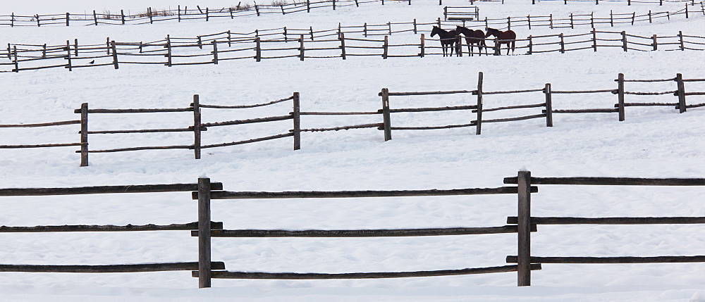 Horses in paddocks on a ranch in the snow at Palouse, Washington, USA, Palouse, Washington, USA