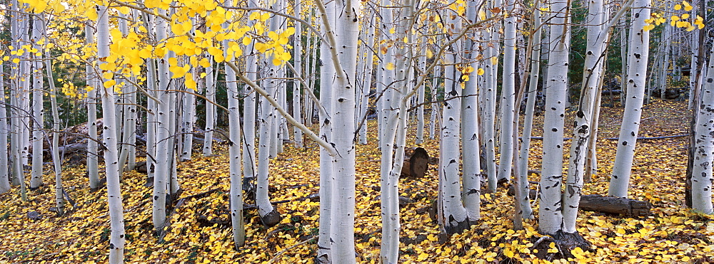 The Dixie national forest with aspen trees in autumn. White bark and yellow foliage on the branches and fallen to the ground, Dixie National Forest, Utah, USA