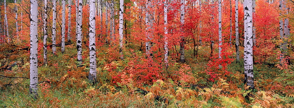 The Wasatch Mountain forest of maple and aspen trees, with autumn foliage and fallen leaves, Wasatch Mountains, Utah, USA