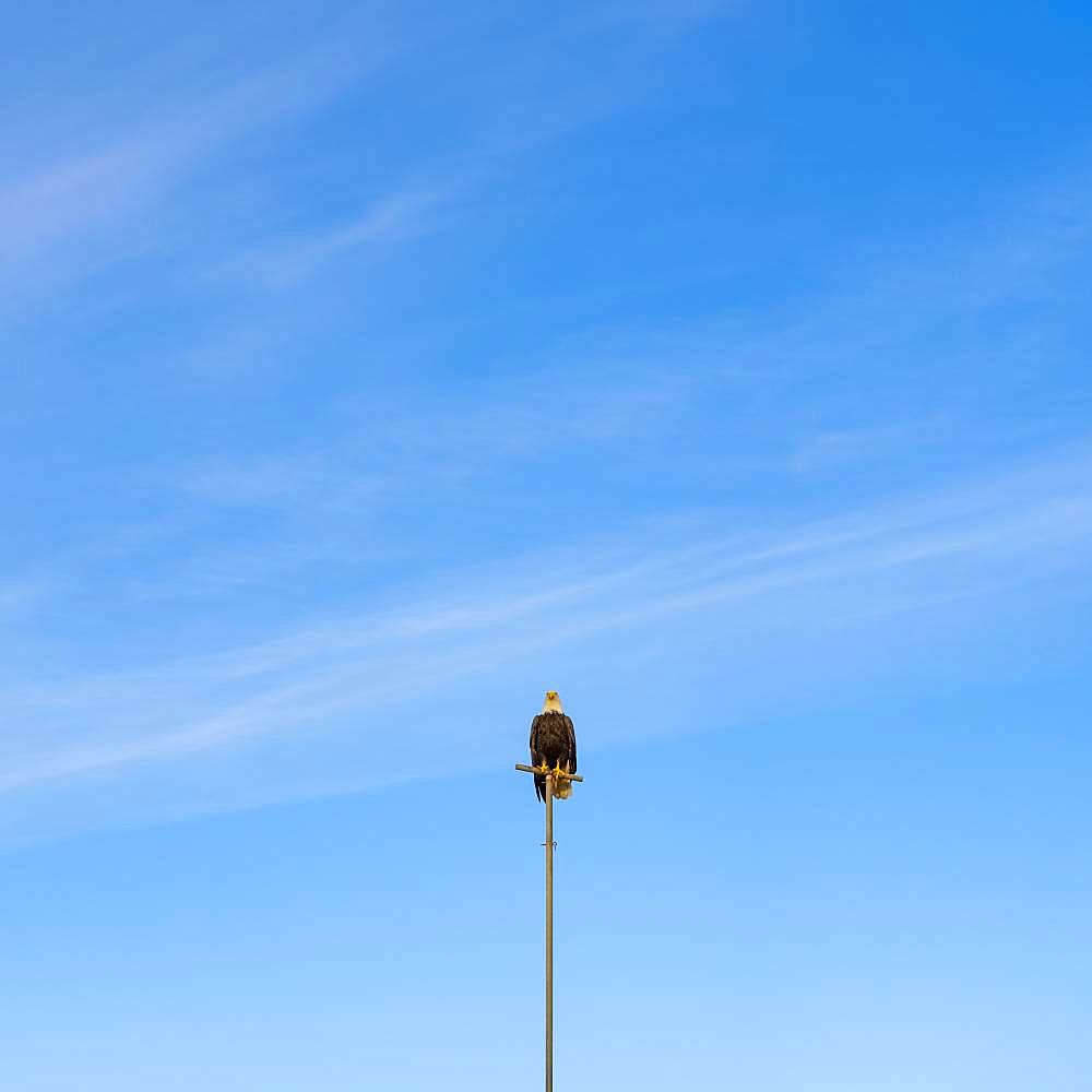 Bald eagle (Haliaeetus leucocephalus) perched on post, Pacific County, Washington, United States of America