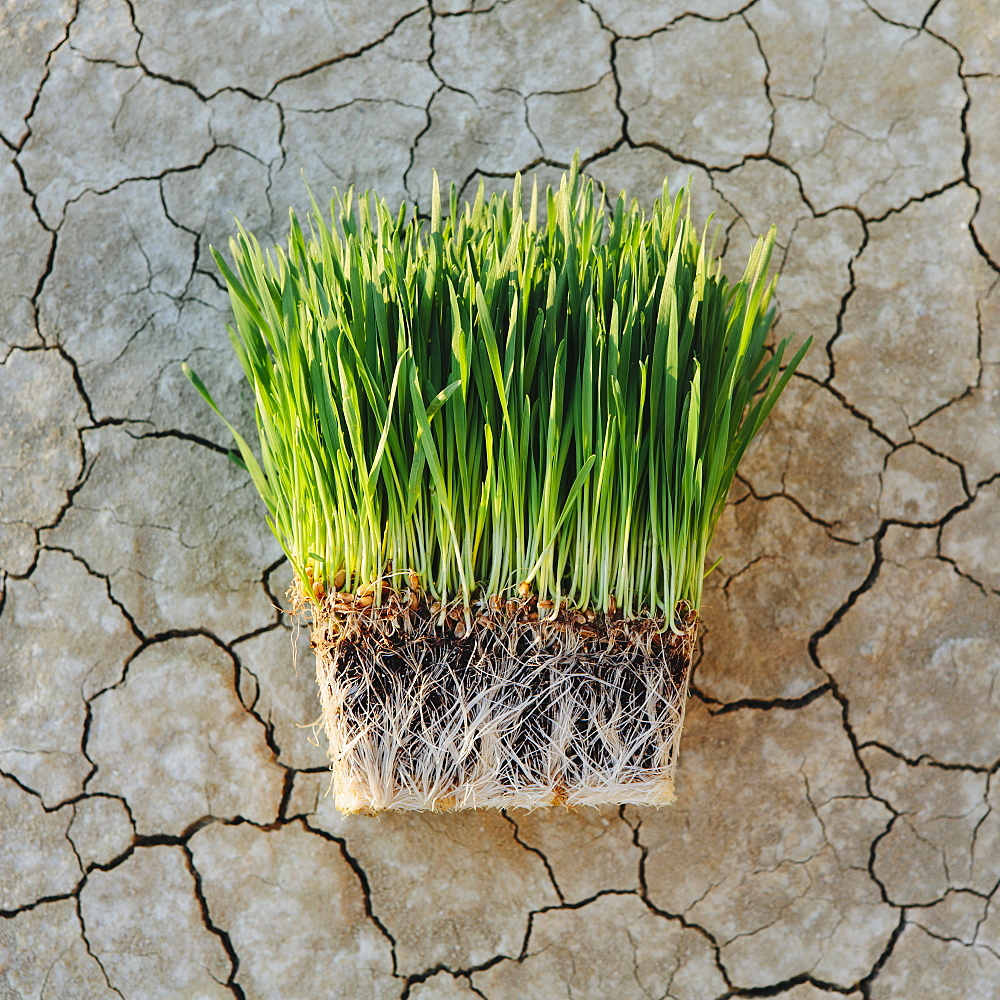 Black Rock Desert in Nevada. Arid cracked crusty surface of the salt flat playa. Wheatgrass plants with a dense network of roots in shallow soil with bright fresh green leaves and stalks. 