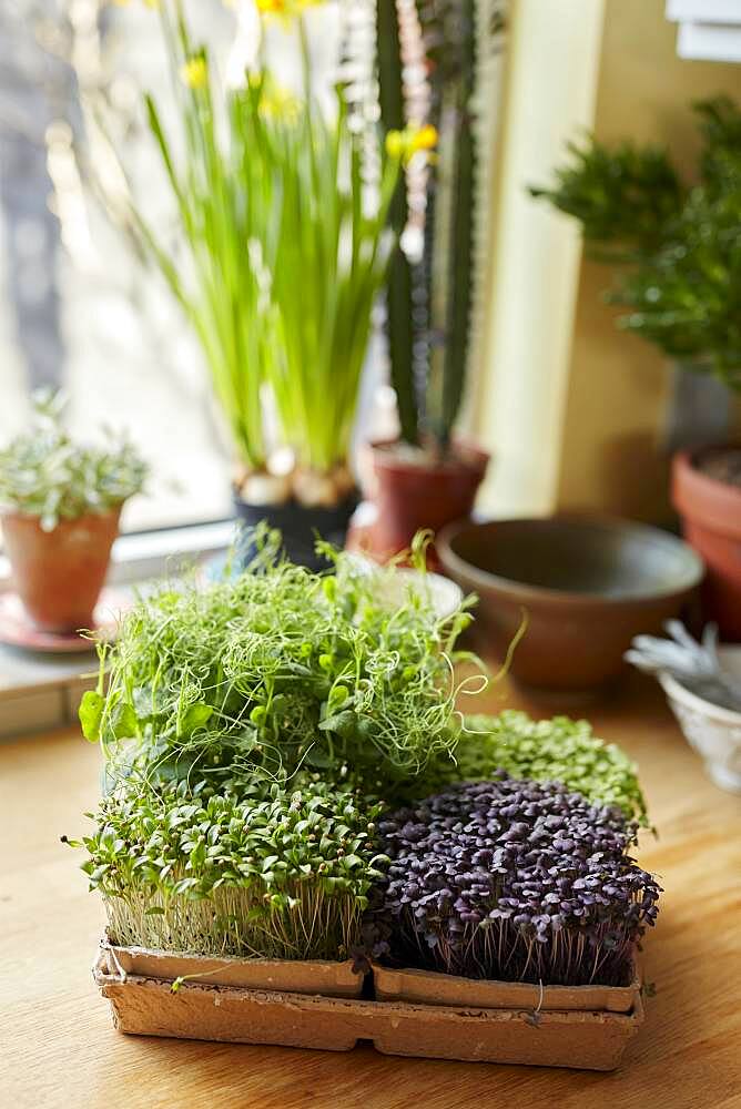 Microgreens growing in tray on wooden surface at home