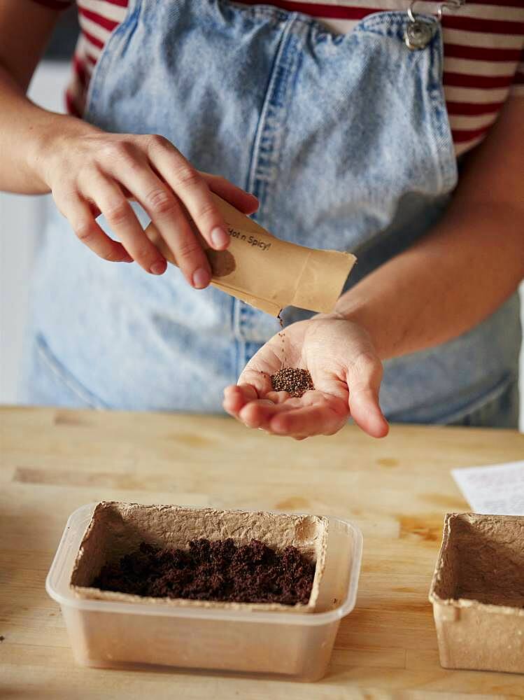 Woman pouring microgreen seeds from packet into hand at home