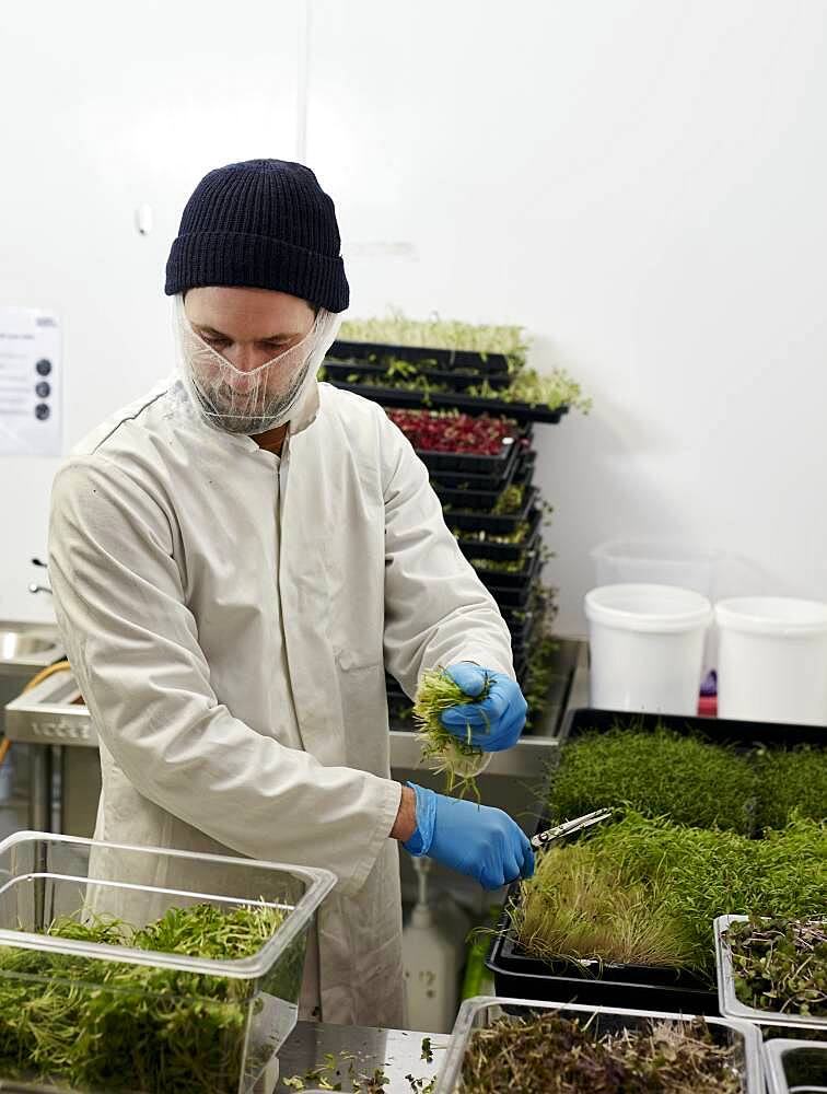 Man harvesting microgreens in urban farm