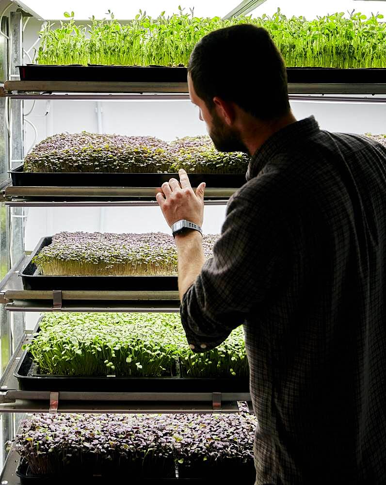 Trays of microgreens seedlings growing in urban farm