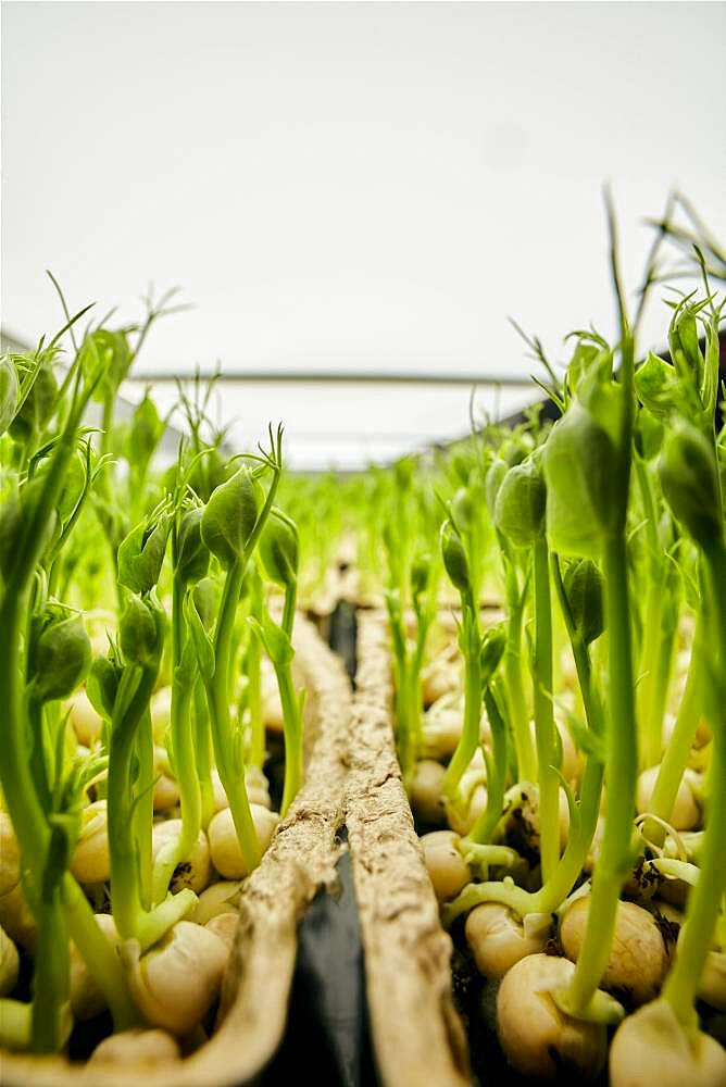 Close up of tightly packed pea seedlings growing in urban farm