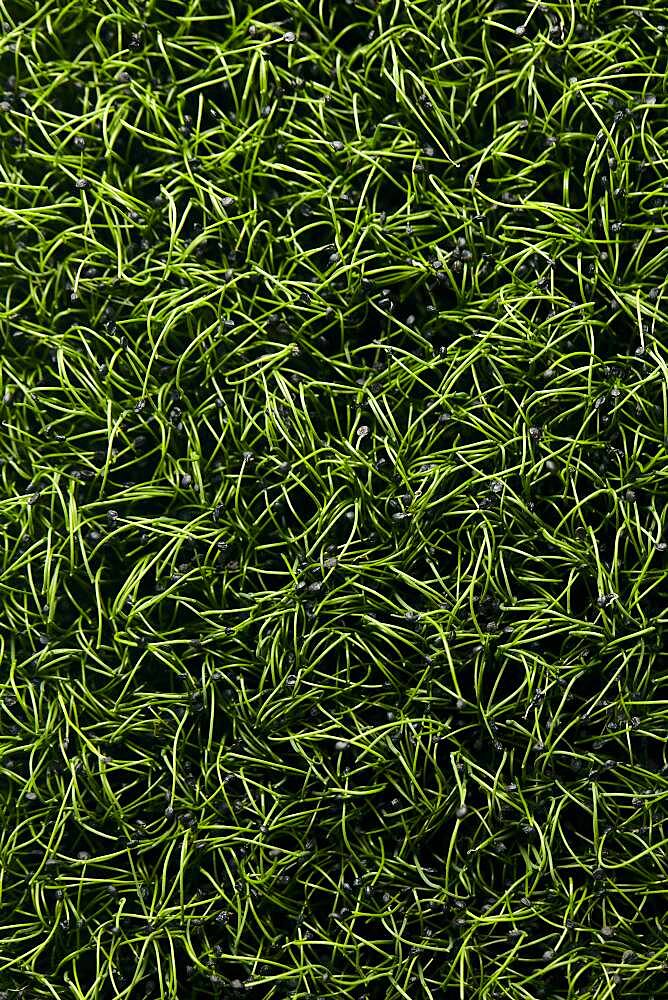 Close up of tightly packed garlic chive microgreen seedlings shot from above