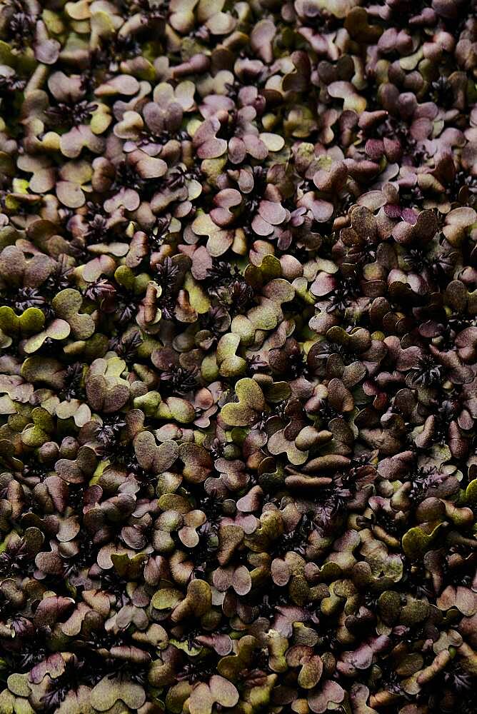 Close up of tightly packed mustard microgreen seedlings shot from above