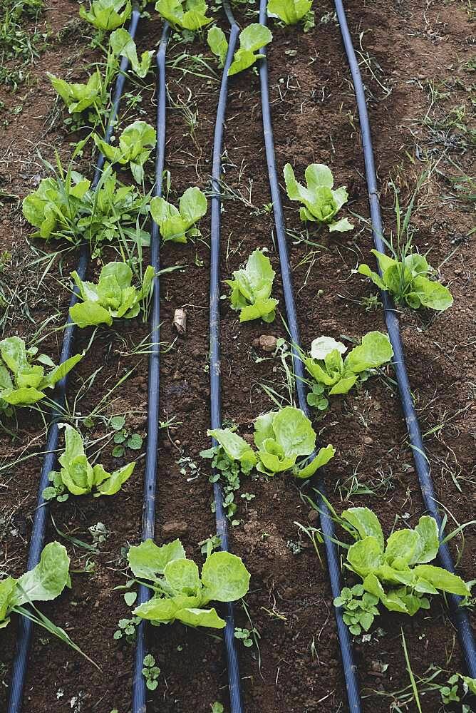 High angle close up of rows of lettuce growing in a field.