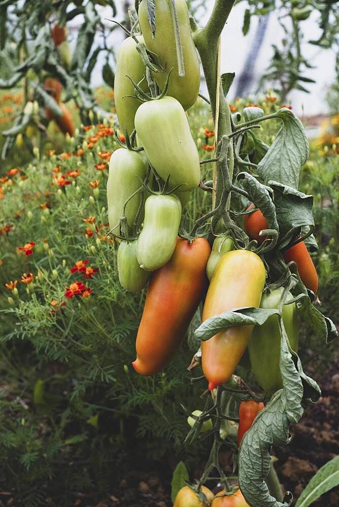 Close up of Roma tomatoes growing on a vine.