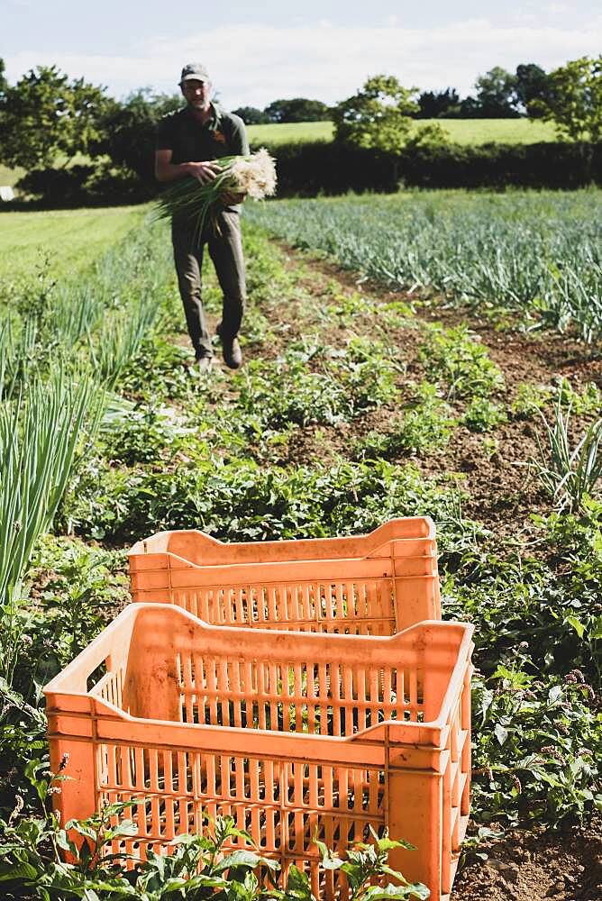 Farmer walking in a field, carrying freshly picked spring onions.