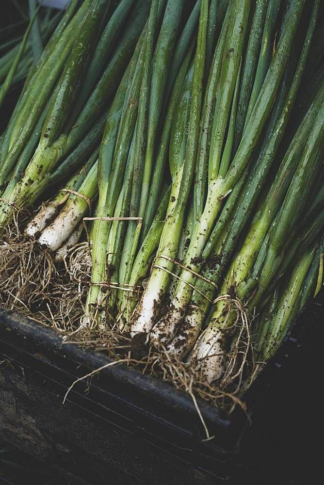 High angle close up of bunches of freshly picked spring onions.