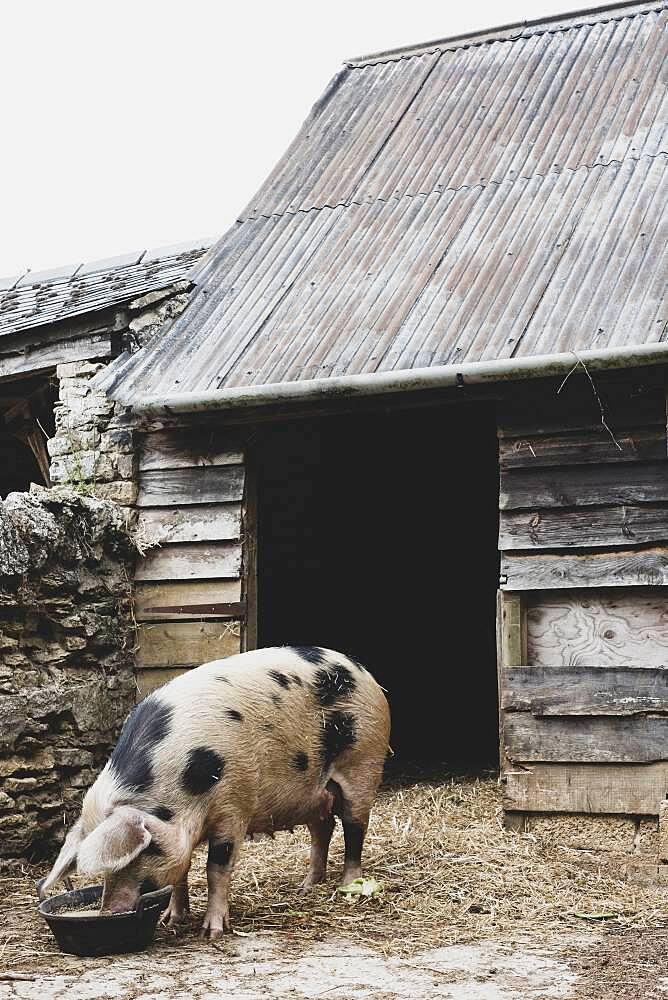 Gloucester Old Spot sow outside a sty, feeding from bowl.