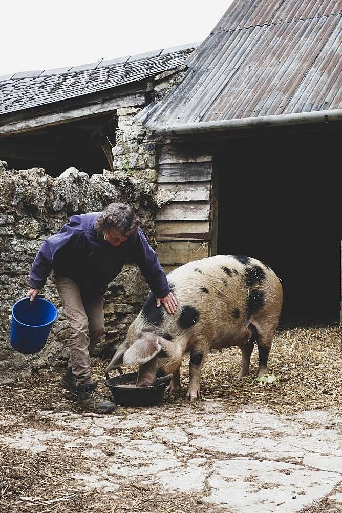 Woman stroking Gloucester Old Spot sow outside a sty, feeding from bowl.