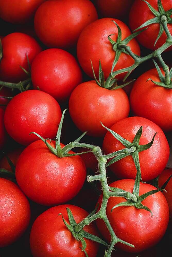 High angle close up of freshly picked tomatoes on the vine.