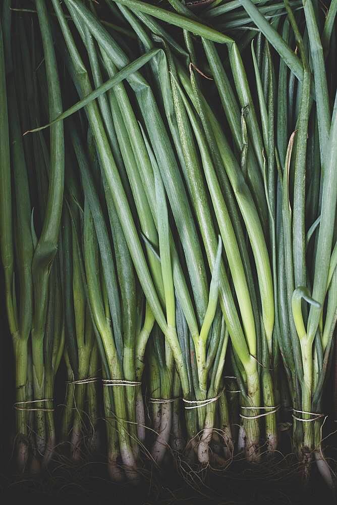 High angle close up of bunches of freshly picked spring onions.