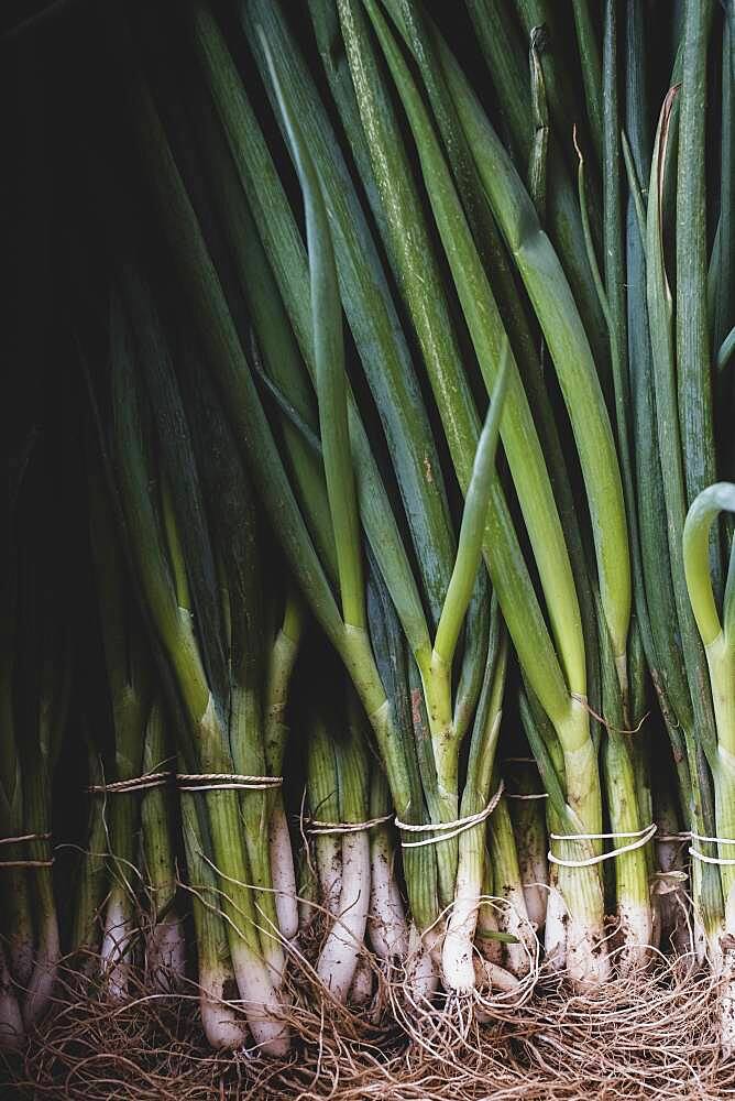 High angle close up of bunches of freshly picked spring onions.