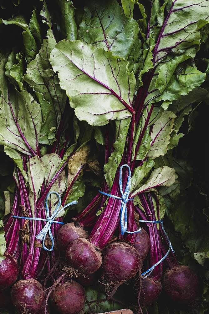 High angle close up of bunches of freshly picked beetroot.