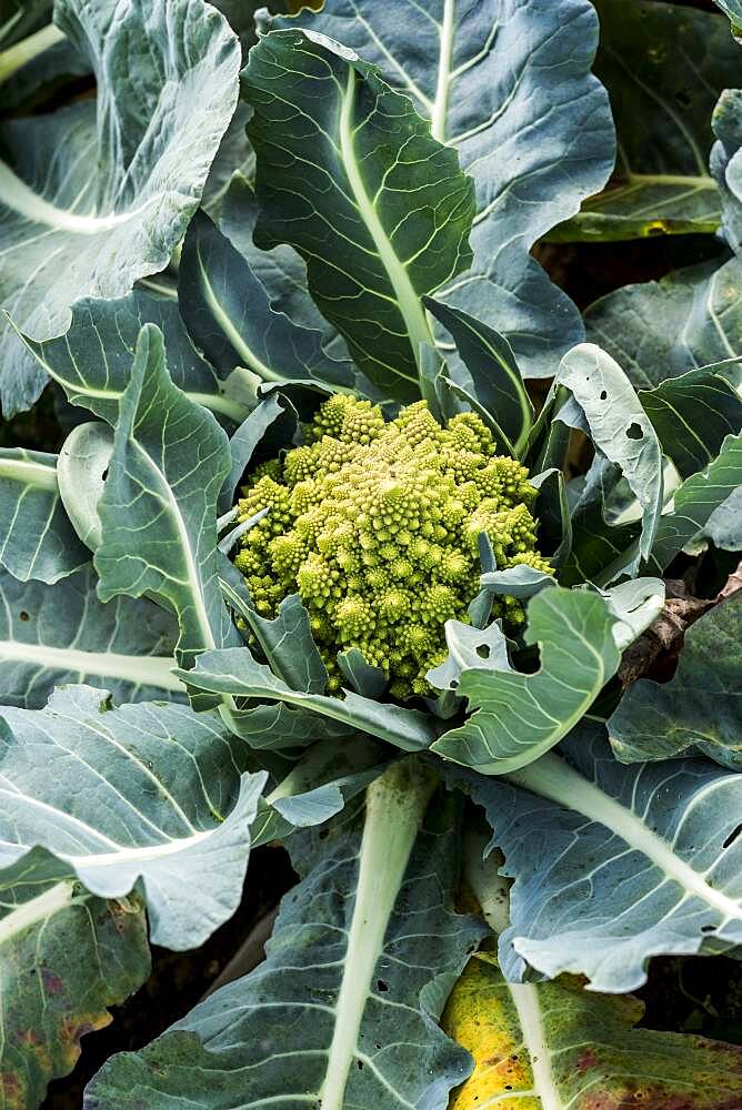 High angle close up of a Romanesco cauliflower.