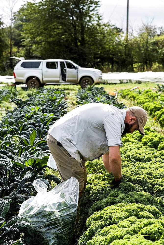 Farmer standing in a field, picking curly kale.