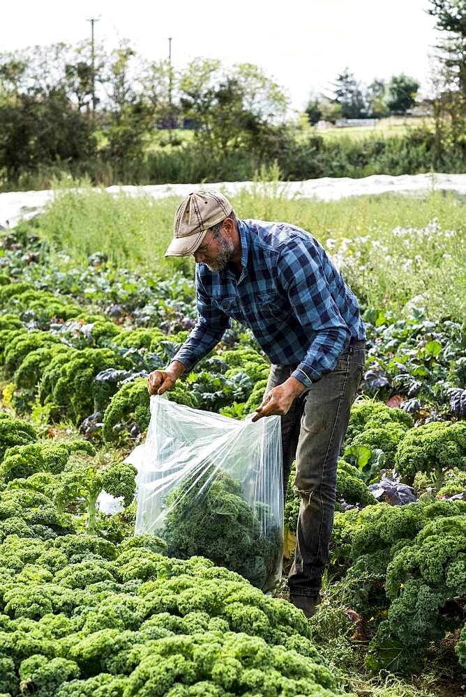 Farmer standing in a field, picking curly kale.