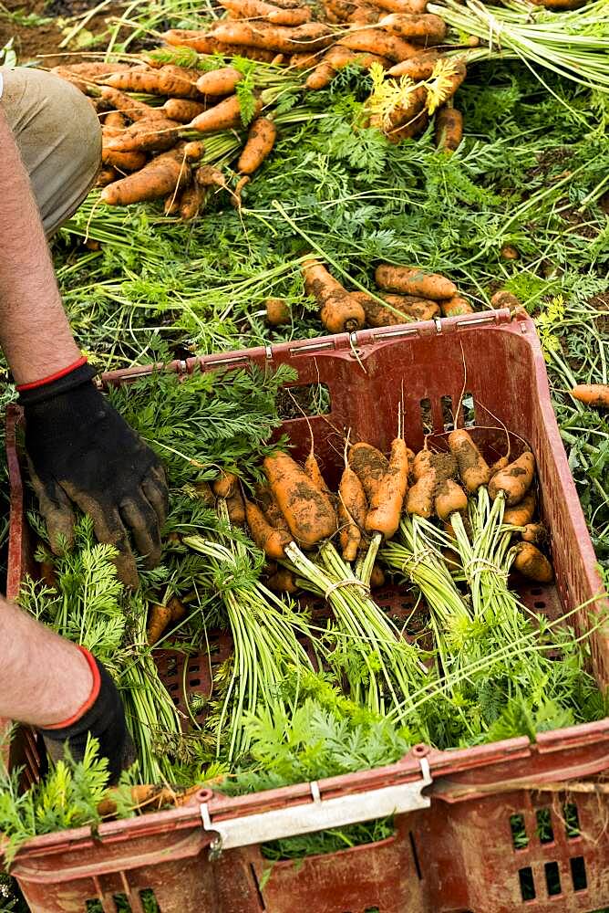 Farmer packing bunches of freshly picked carrots