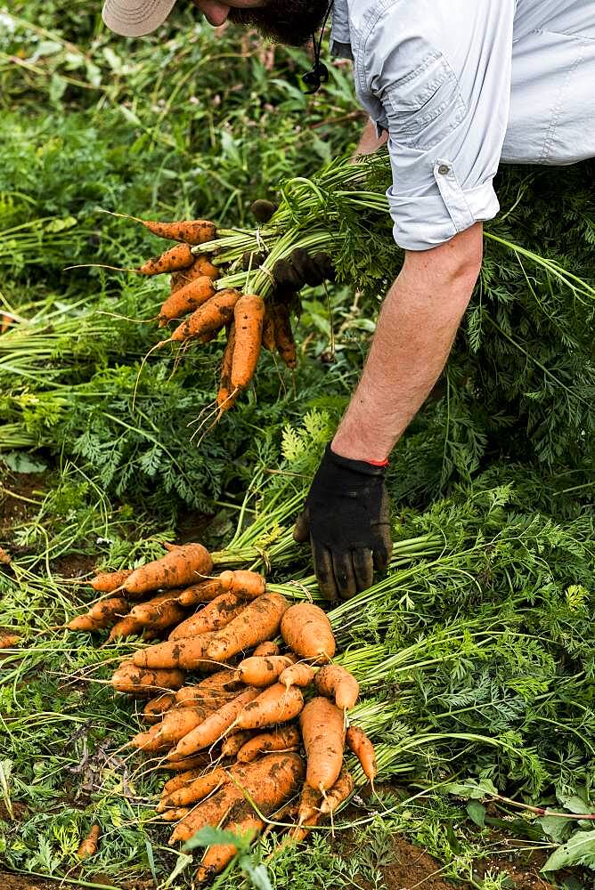 Farmer holding bunch of freshly picked carrots.