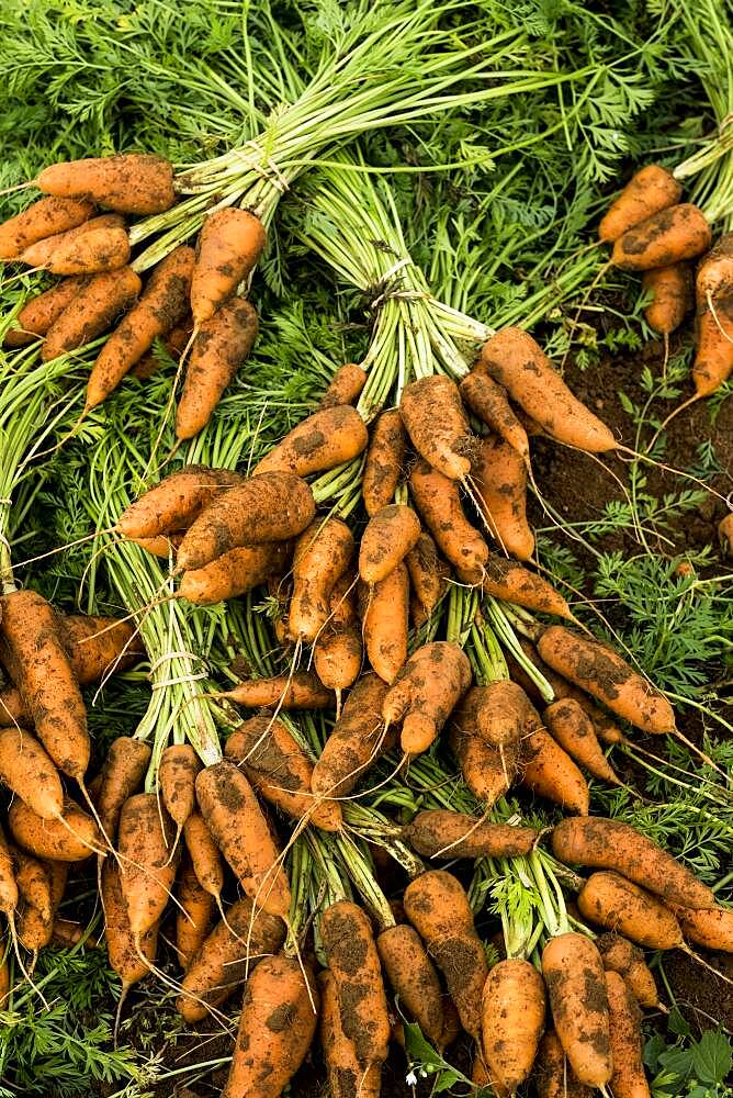 Close up of bunches of freshly picked carrots.