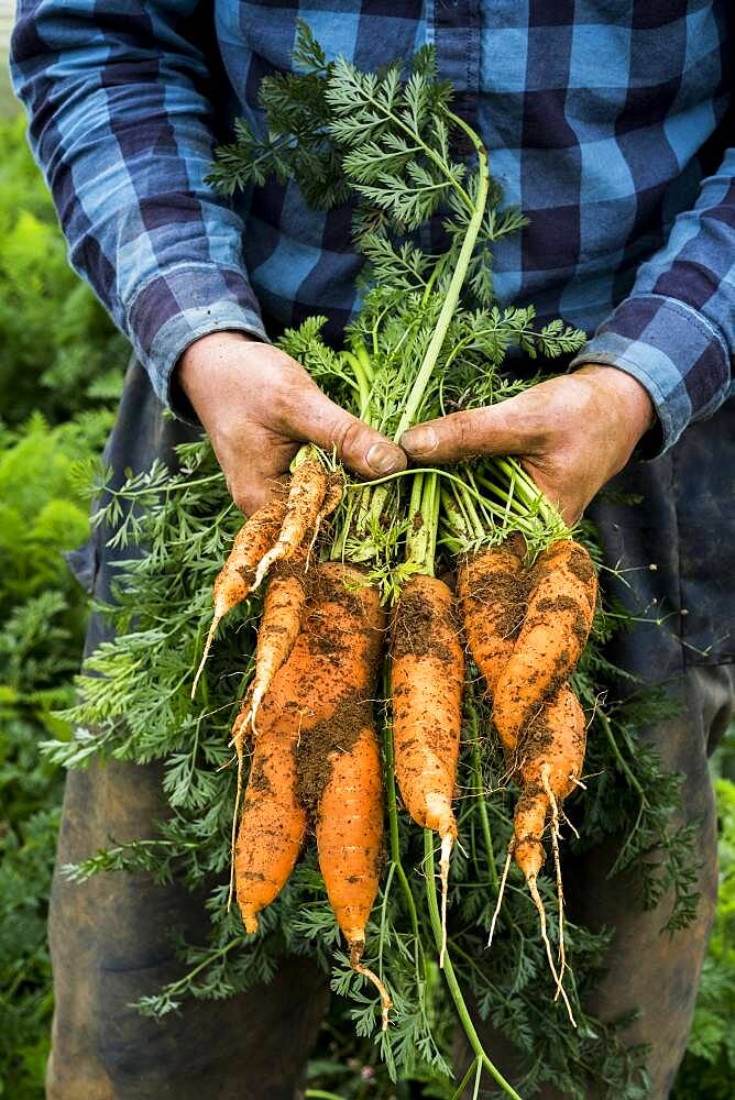 Farmer harvesting fresh carrots.