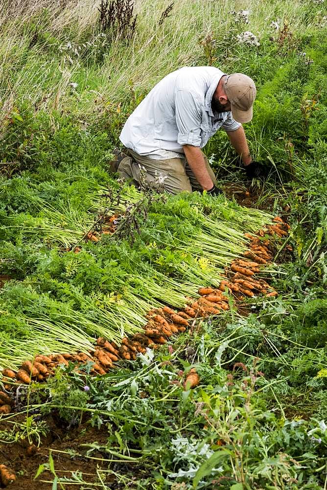 Farmer holding bunch of freshly picked carrots.