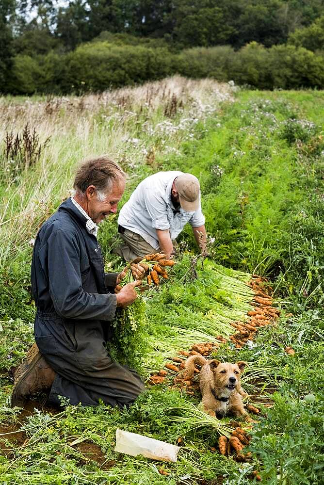 Two farmers holding bunches of freshly picked carrots.