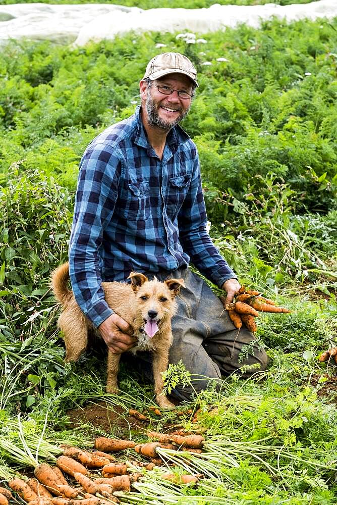 Farmer holding bunch of freshly picked carrots.