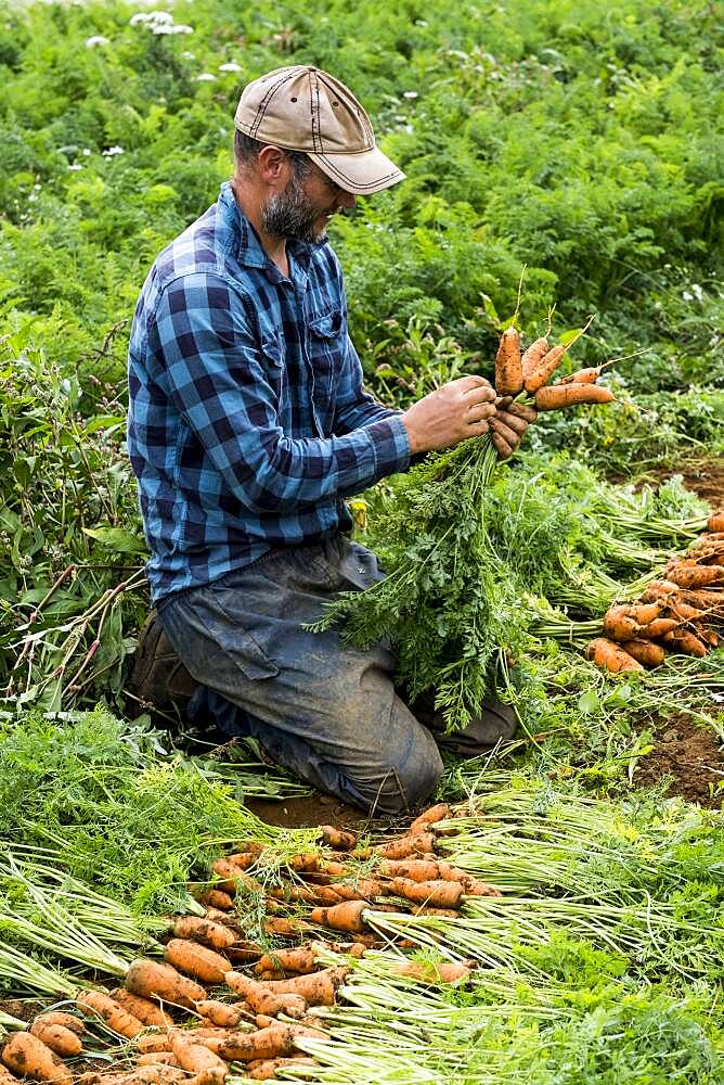 Farmer holding bunch of freshly picked carrots.