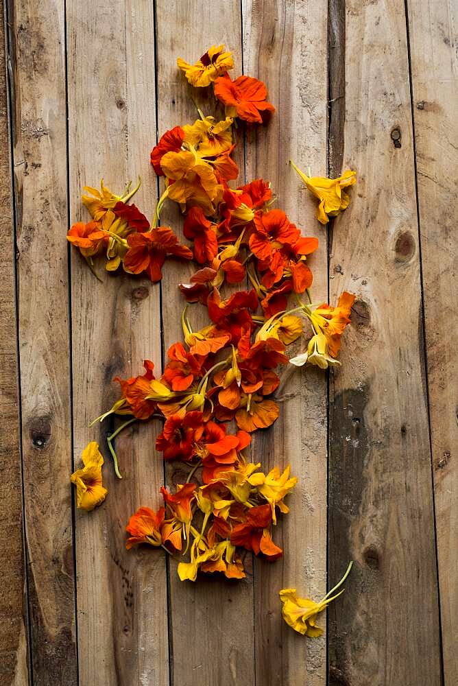 High angle close up on edible orange Calendula flowers