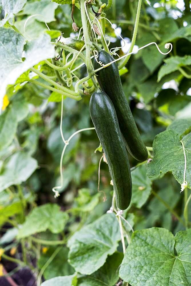 Close up of cucumber plants growing on the vine.