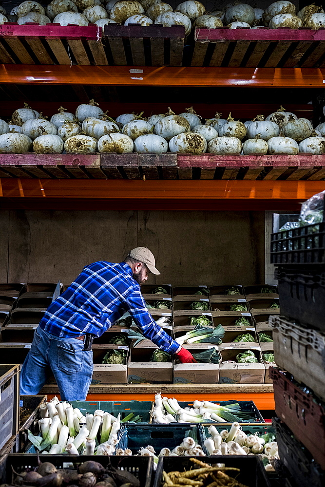 Farmer standing in a barn, sorting freshly picked produce into vegetable boxes.