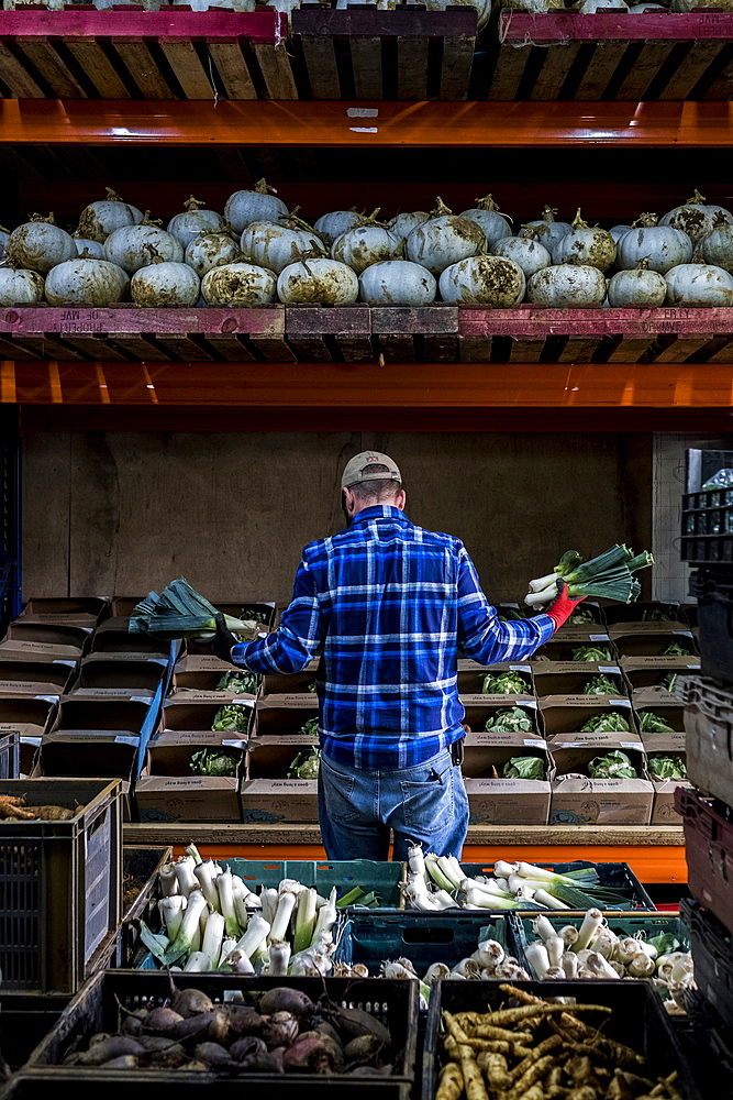 Farmer standing in a barn, sorting freshly picked produce into vegetable boxes.