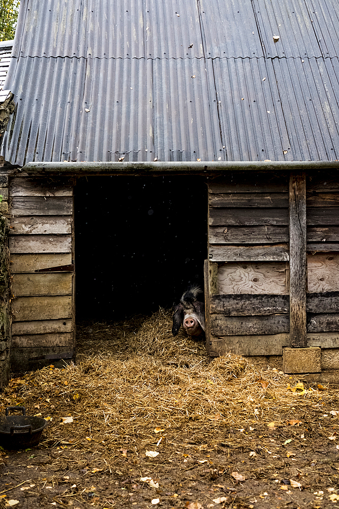 Sow looking through the doorway of a pigsty on a farm.