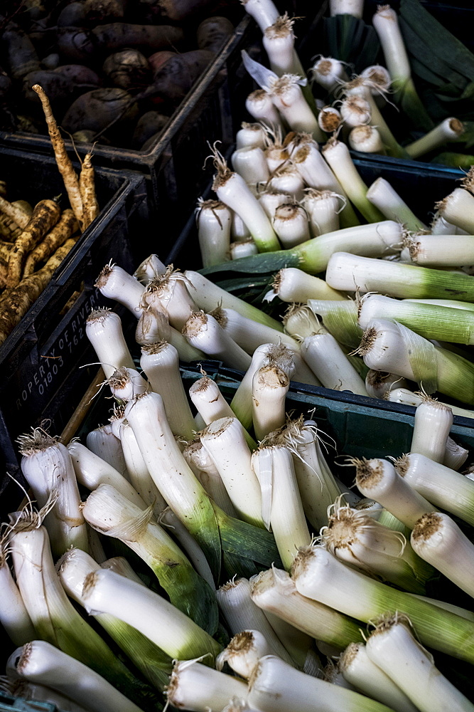 High angle close up of bunches of freshly picked leeks.