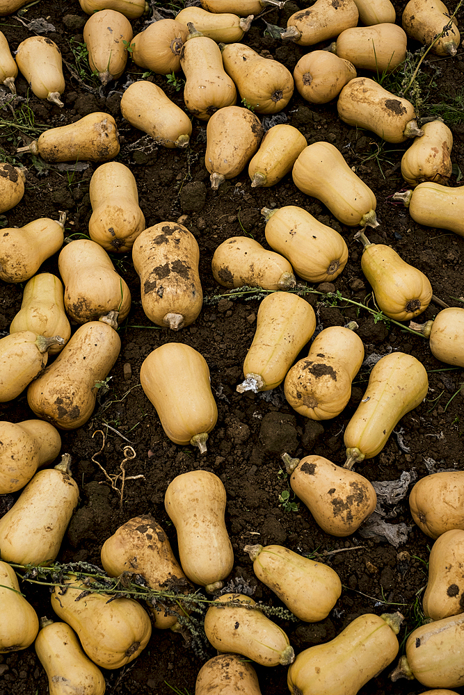 High angle view of freshly picked butternut squash in a field.