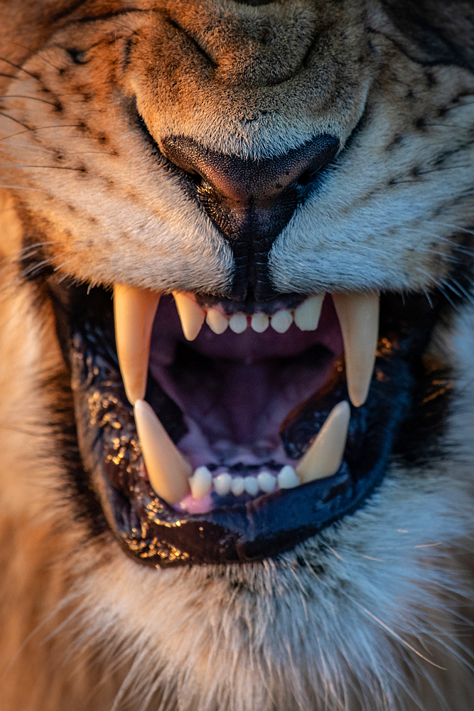 The mouth of a snarling lion, Panthera leo, Londolozi Game Reserve, South Africa