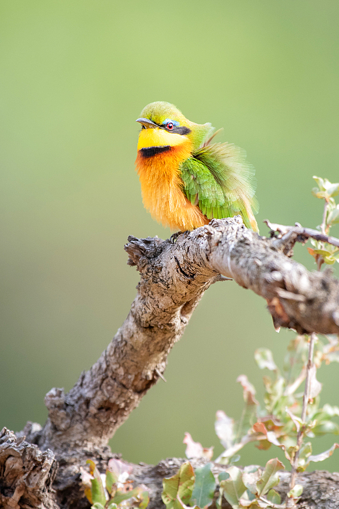 Little Bee Eater bird, Merops pusillus, ruffling feathers