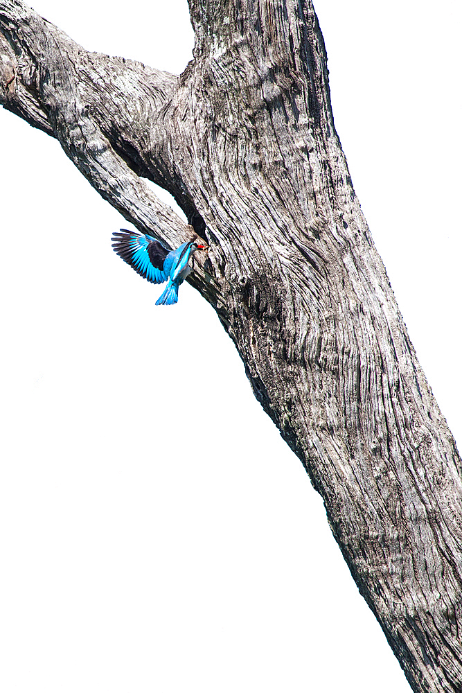 Woodland Kingfisher, Halcyon senegalensis, flies up to its nest