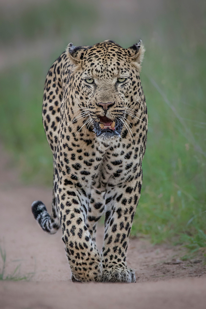 A male leopard, Panthera pardus, walks towards the camera, direct gaze, snarling