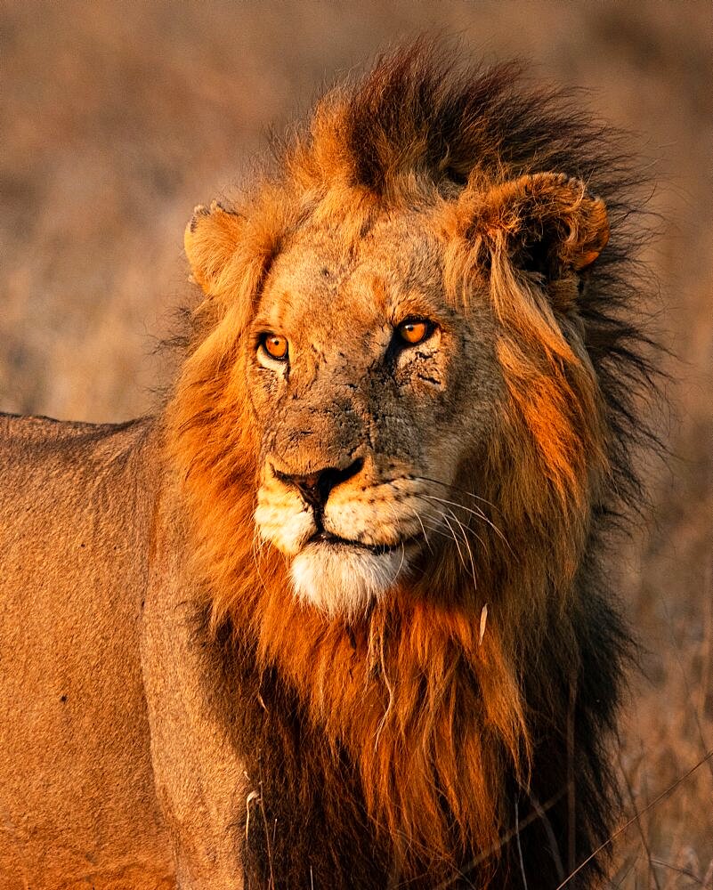 A portrait of a male lion, Panthera leo, looking out of frame into the sun, Londolozi Wildlife Reserve, Sabi Sands, Greater Kruger National Park, South Africa