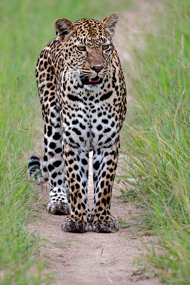 A male leopard, Panthera pardus, walks on a dirt track, Londolozi Wildlife Reserve, South Africa