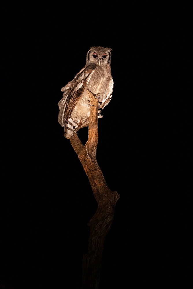 A Vereaux Eagle Owl, Bubo lacteus, sits on a dead tree at night, direct gaze , Londolozi Wildlife Reserve, South Africa